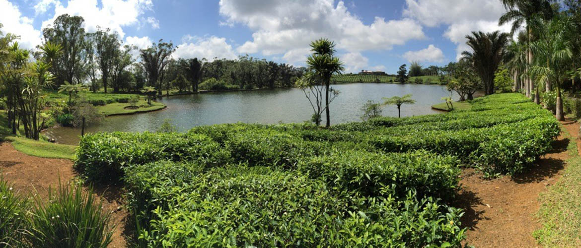 Bois Cheri vue sur la plantation de thé